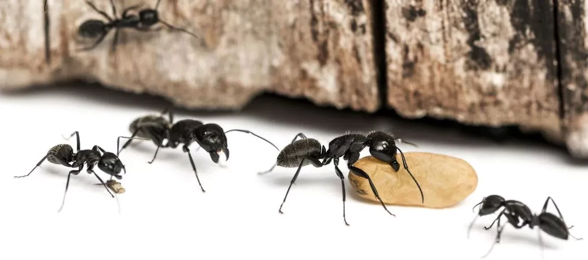 أفضل شركة مكافحة النمل فى مصر
